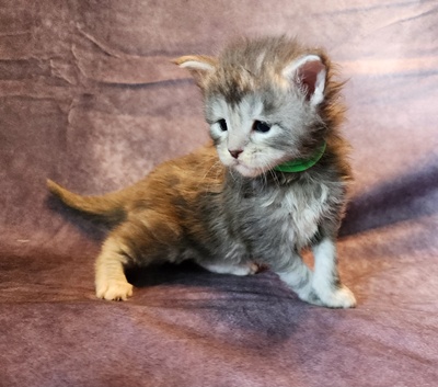 MainecoonKittenMazeyDandy04042025MGreen14.jpg