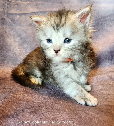 MainecoonKittenMazeyDandy04042025MGreen14.jpg