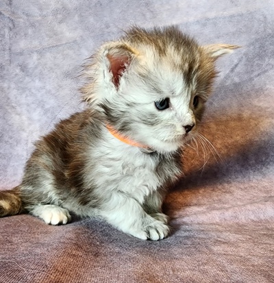 MainecoonKittenMazeyDandy04042025MOrange15.jpg