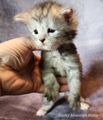 MainecoonKittenMazeyDandy04042025MOrange16.jpg