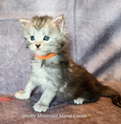 MainecoonKittenMazeyDandy04042025MOrange17.jpg