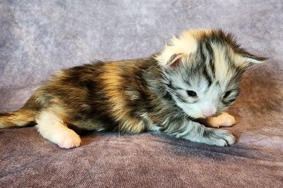 MainecoonKittenMazeyDandy04172025FBlkTor1.jpg