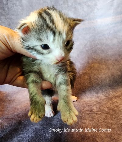 MainecoonKittenMazeyDandy04172025FBlkTor2.jpg