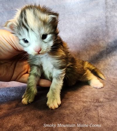 MainecoonKittenMazeyDandy04172025FBlkTor4.jpg