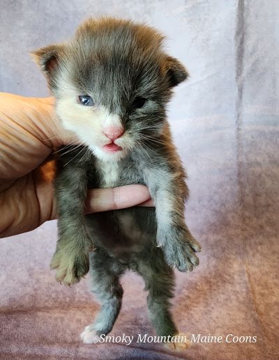 Black Silver Torbie Available : $2900  Blue Eyed Dominant Pet ONLY not for Breeding Reserve a kitten today!
