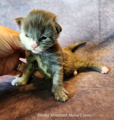 MainecoonKittenMazeyDandy04172025FBluTor4.jpg