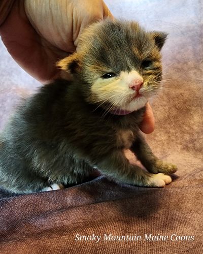 MainecoonKittenMazeyDandy04172025FBluTor4.jpg