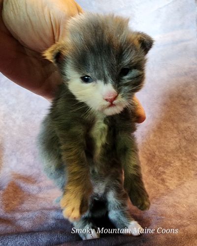 MainecoonKittenMazeyDandy04172025FBluTor6.jpg