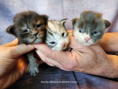 MainecoonKittenMazeyDandy04172025Group1.jpg
