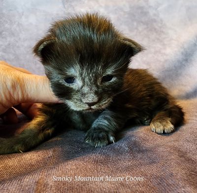 MainecoonKittenMazeyDandy04172025MBlkSmoke1.jpg