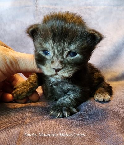 MainecoonKittenMazeyDandy04172025MBlkSmoke2.jpg