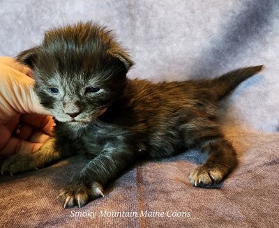MainecoonKittenMazeyDandy04172025MBlkSmoke3.jpg