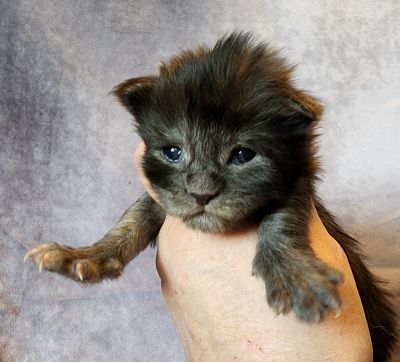 MainecoonKittenMazeyDandy04172025MBlkSmoke4.jpg