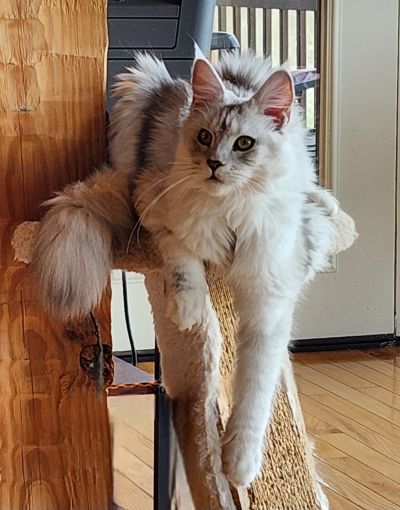 Laella Argent Luckyshine “Mazey”, Black Silver Blotched Tabby Maine Coon, photo 3