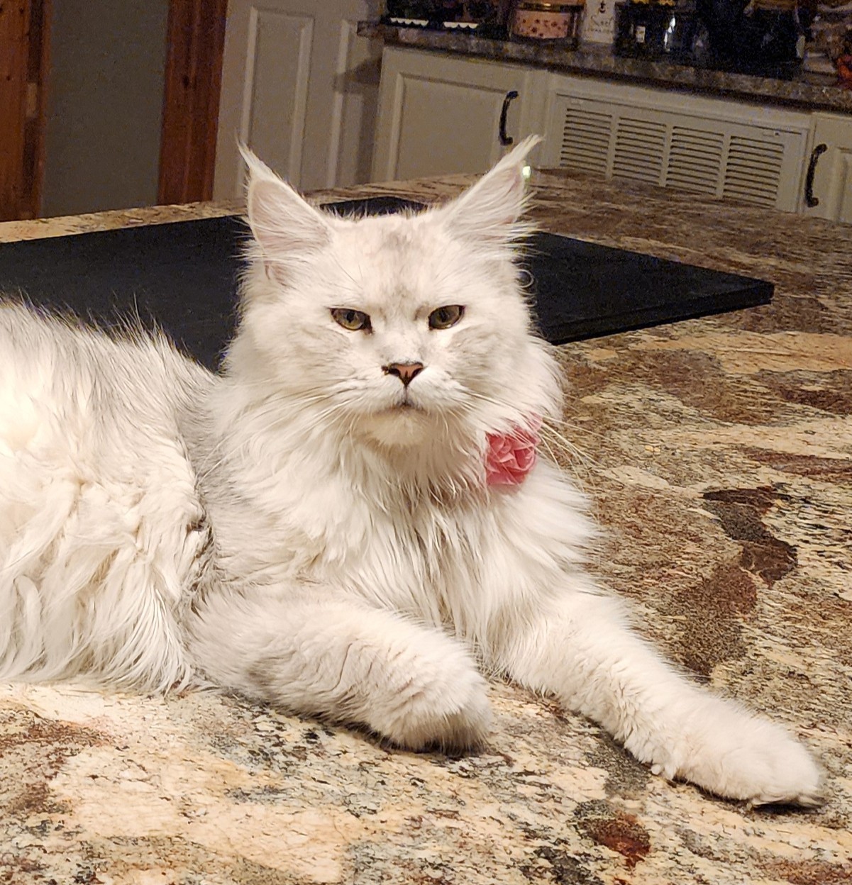 Maine Coon Queen Mazey Leilia