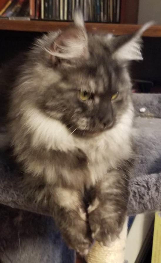 Mainecoon_Queen_Diamond_Enigma3.jpg