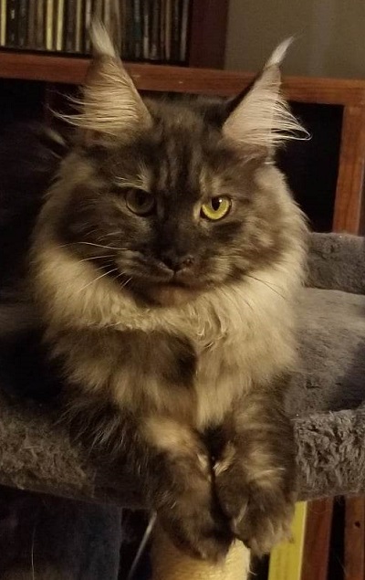 Mainecoon_Queen_Diamond_Enigma4.jpg