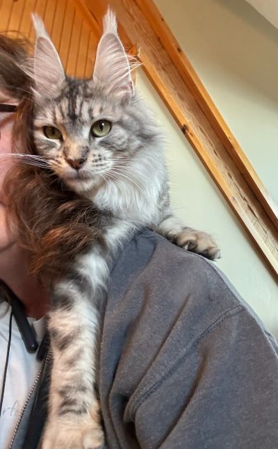 (Star) Diamond*Alexa Evanstar, Black Silver Blotched Tabby Maine Coon