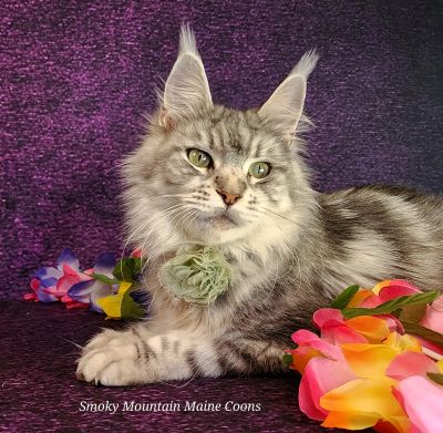 (Star) Diamond*Alexa Evanstar, Black Silver Blotched Tabby Maine Coon, photo 1