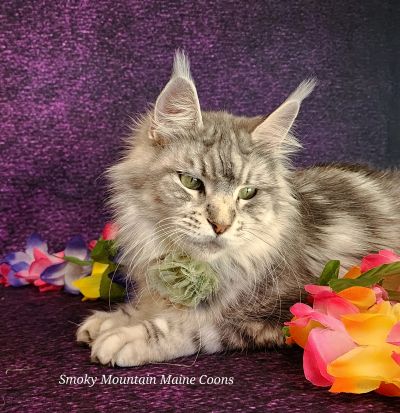 (Star) Diamond*Alexa Evanstar, Black Silver Blotched Tabby Maine Coon, photo 1