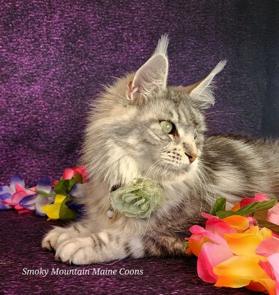 (Star) Diamond*Alexa Evanstar, Black Silver Blotched Tabby Maine Coon, photo 3