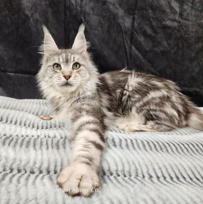 (Star) Diamond*Alexa Evanstar, Black Silver Blotched Tabby Maine Coon, photo 1