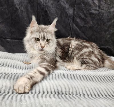 (Star) Diamond*Alexa Evanstar, Black Silver Blotched Tabby Maine Coon, photo 2
