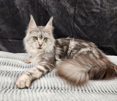 (Star) Diamond*Alexa Evanstar, Black Silver Blotched Tabby Maine Coon, photo 1