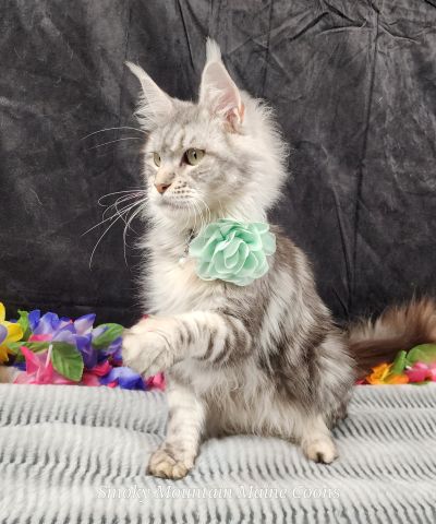 (Star) Diamond*Alexa Evanstar, Black Silver Blotched Tabby Maine Coon, photo 1
