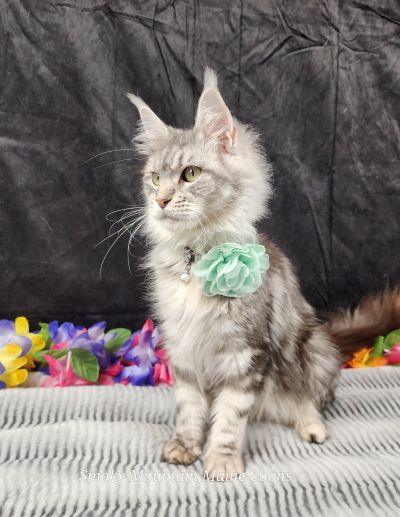 (Star) Diamond*Alexa Evanstar, Black Silver Blotched Tabby Maine Coon, photo 4