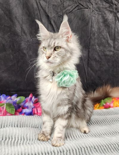 (Star) Diamond*Alexa Evanstar, Black Silver Blotched Tabby Maine Coon, photo 1