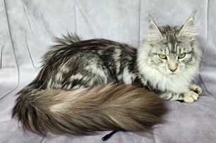 Mainecoon_Queen_Evanstar8.jpg