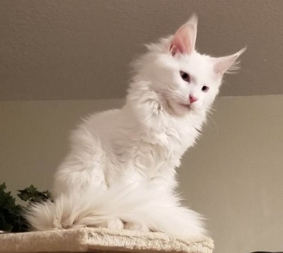 Mainecoon_Queen_Gwyn_Snow_Fire2.jpg