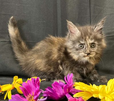 Violet purple collar female Maine Coon kitten photo 5