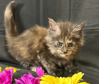 Violet purple collar female Maine Coon kitten photo 5