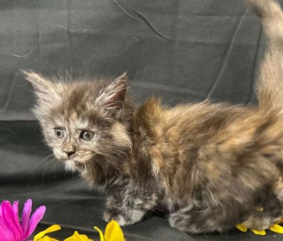 Violet purple collar female Maine Coon kitten photo 5