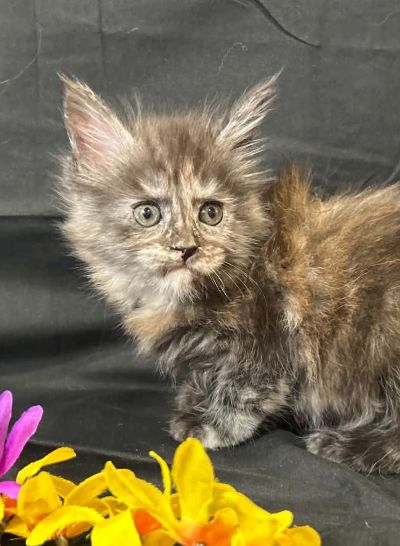 Violet purple collar female Maine Coon kitten photo 4