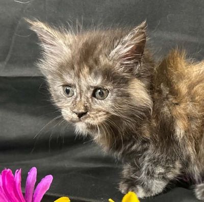 Violet purple collar female Maine Coon kitten photo 3