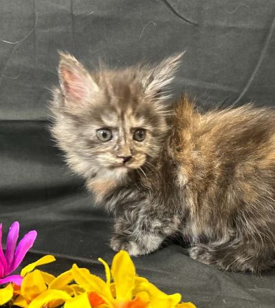 Violet purple collar female Maine Coon kitten photo 1