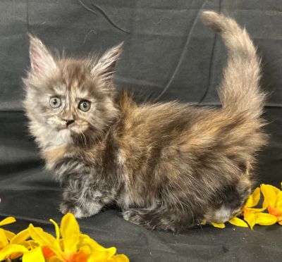 Violet purple collar female Maine Coon kitten photo 5
