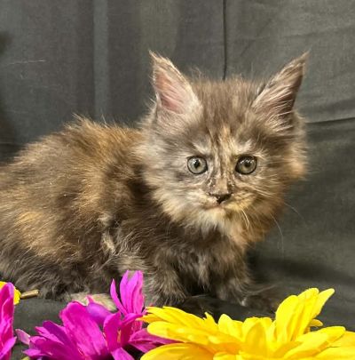 Violet purple collar female Maine Coon kitten photo 5