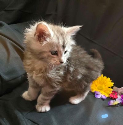 River blue collar male Maine Coon kitten photo 2