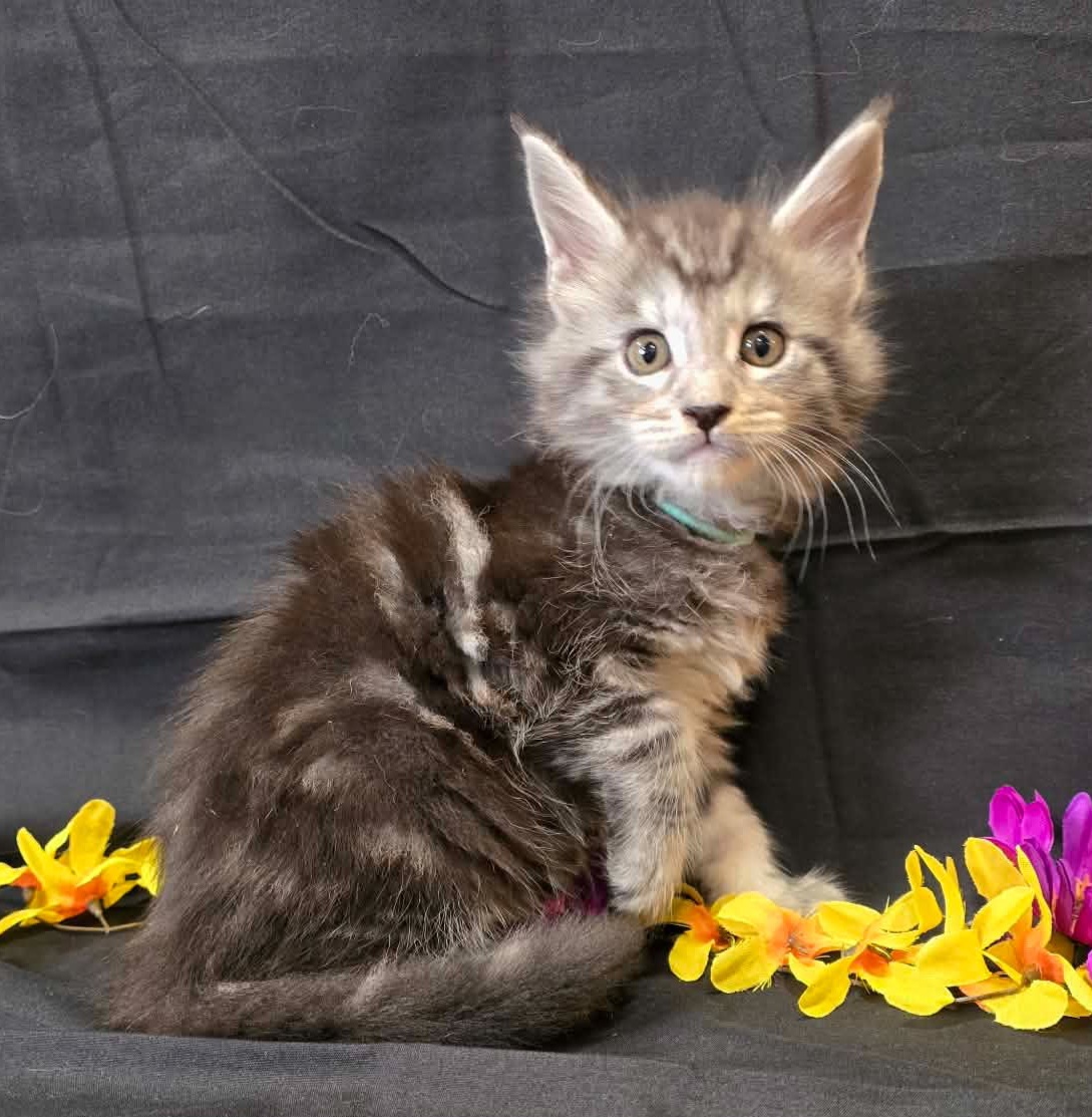 Moss green collar male Maine Coon kitten photo 4