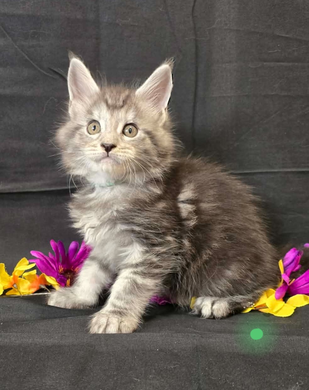 Moss green collar male Maine Coon kitten photo 7