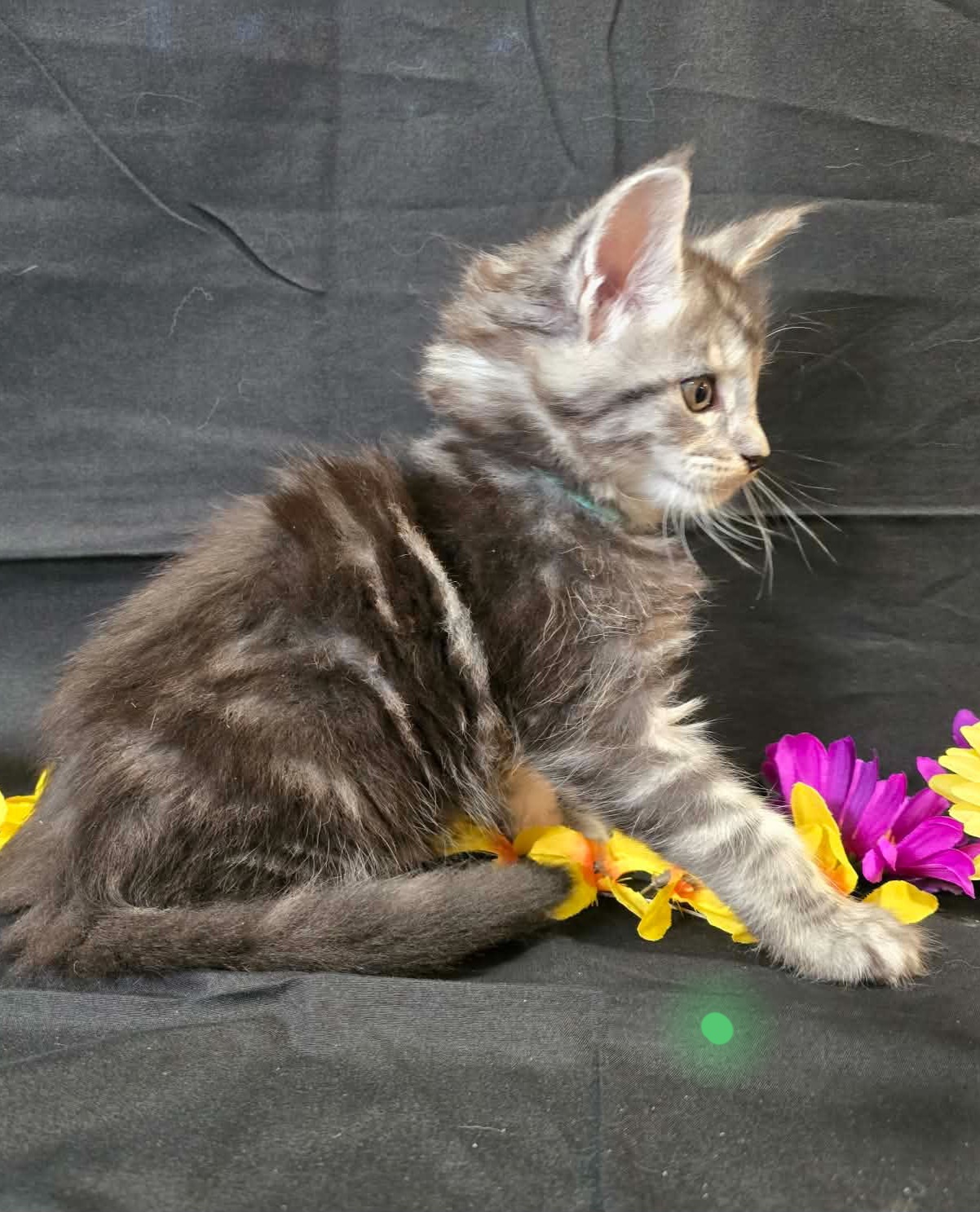 Moss green collar male Maine Coon kitten photo 8