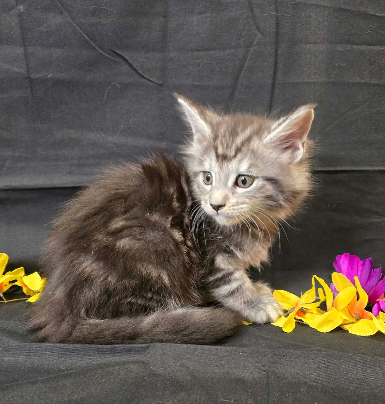 Moss green collar male Maine Coon kitten photo 3