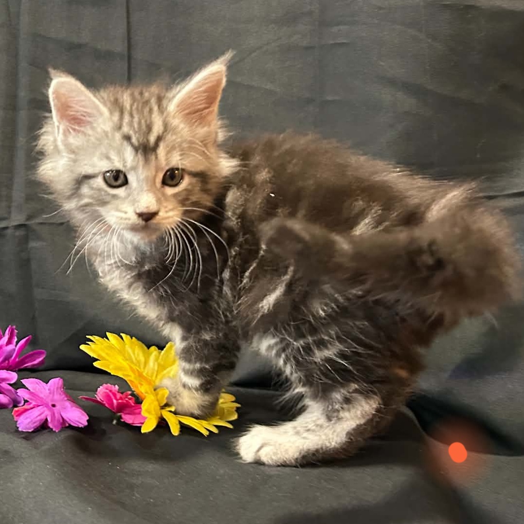 Ember orange collar male Maine Coon kitten photo 4