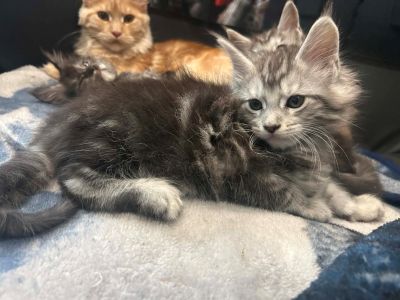 Ember orange collar male Maine Coon kitten photo 5