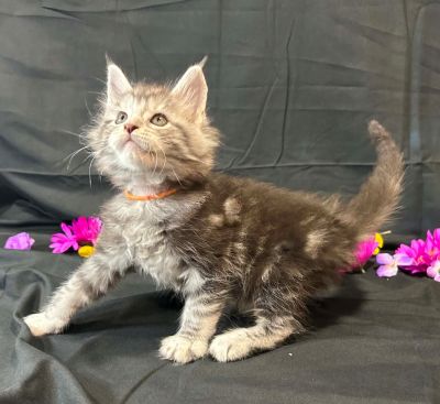 Ember orange collar male Maine Coon kitten photo 5