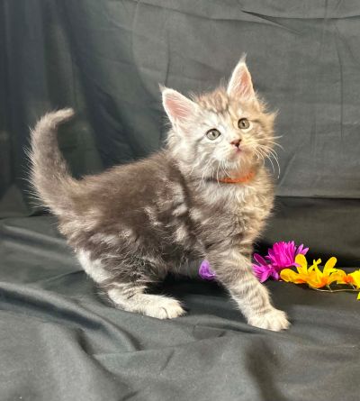 Ember orange collar male Maine Coon kitten photo 5